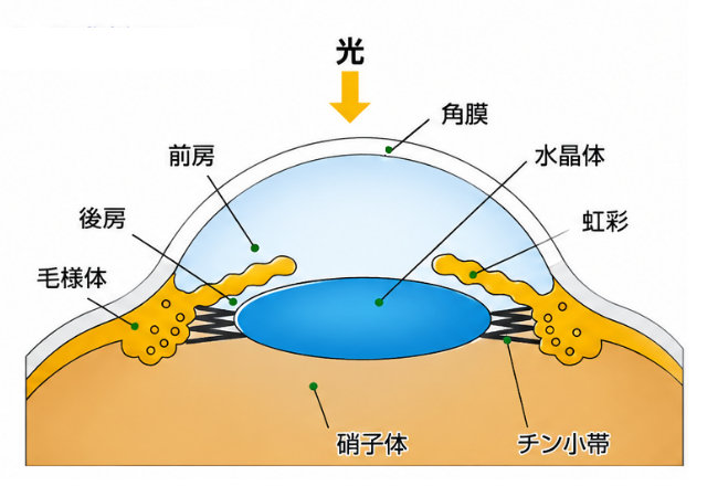眼球断面図